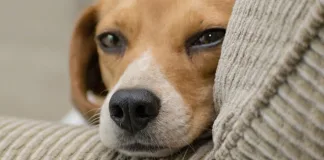 Comprehensive Insurance for Pets as Therapy Volunteers and Organisations