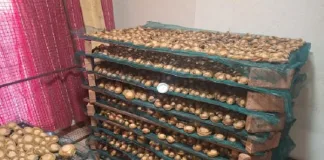 Major Abalone Bust Leads to Arrest of Chinese and Malawian Nationals