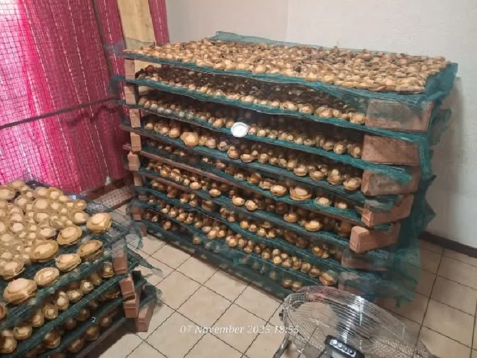 578256587_1258198466331791_6923804001390329468_n Major Abalone Bust Leads to Arrest of Chinese and Malawian Nationals