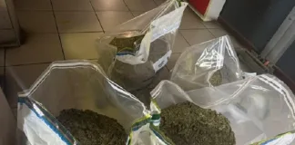 Benoni Police Nab Suspect with R80,000 Dagga Haul, Foil Bribery Attempt