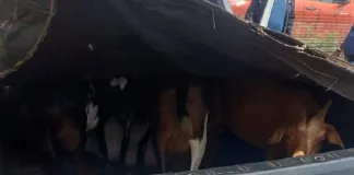 Joint Intelligence Operation Nets Suspect in Stolen Livestock and Vehicle Case