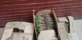 Police Seize 554 Bundles of Khat in Laingsburg Bus Bust Police Seize 554 Bundles of Khat in Laingsburg Bus Bust