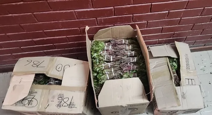 584349981_1264256252392679_3139527976646461525_n Police Seize 554 Bundles of Khat in Laingsburg Bus Bust