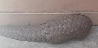 Flying Squad Arrests Duo for Endangered Species Possession Flying Squad Arrests Duo for Endangered Species Possession