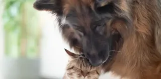 Did you know cats and dogs get diabetes? Learn to spot the signs Did you know cats and dogs get diabetes? Learn to spot the signs