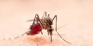Malaria Myths Vs Facts: What You Really Need to Know