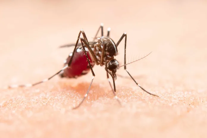 Malaria Myths Vs Facts: What You Really Need to Know