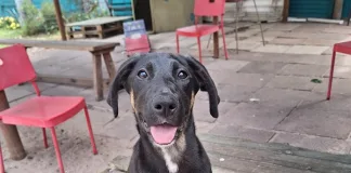 Treat your animals for ticks! Please!