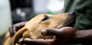 World Kindness Day: Mzansi Asked to Show Compassion for All Animals World Kindness Day: Mzansi Asked to Show Compassion for All Animals