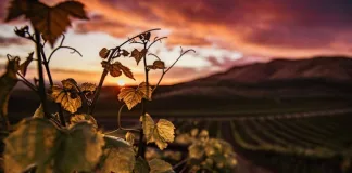 Be Fair Right Now: Why the True Value of Your Wine Goes Beyond the Price Tag