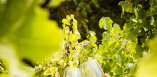 The 2026 Wine Harvest Commemorative Event Marks 367 Years of South African Wine Excellence