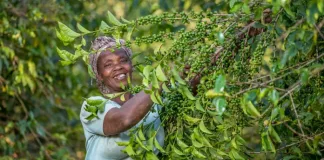 Your Morning Cup of Coffee is Worth Every Cent