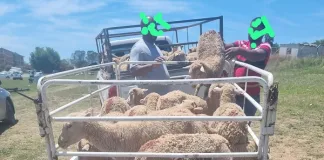 Father and Son Arrested with 38 Stolen Sheep Father and Son Arrested with 38 Stolen Sheep