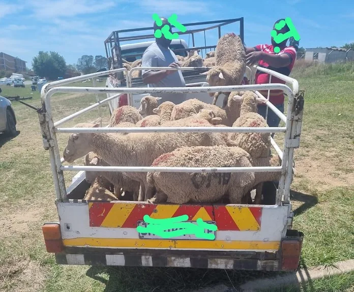 594575448_1279596970858607_2500051216868212671_n Father and Son Arrested with 38 Stolen Sheep