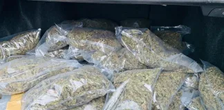 Eswatini National Arrested with R90,000 Worth of Dagga
