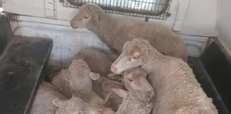 Two Appear in Court on Stock Theft Charges After Sheep Found in Bedroom