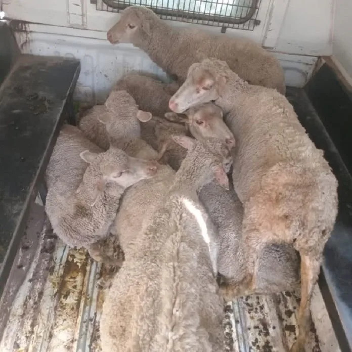 598777244_1286814560136848_8971843003523015995_n Two Appear in Court on Stock Theft Charges After Sheep Found in Bedroom