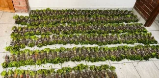 Police Seize 348 Bundles of Khat in Central Karoo Traffic Stop Police Seize 348 Bundles of Khat in Central Karoo Traffic Stop