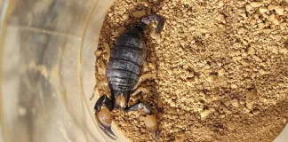 Two Arrested for Possession of Endangered Scorpions