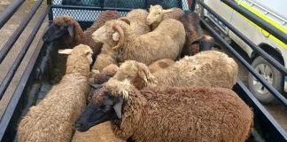 Two Arrested for Possession of Suspected Stolen Livestock in Bulwer Two Arrested for Possession of Suspected Stolen Livestock in Bulwer