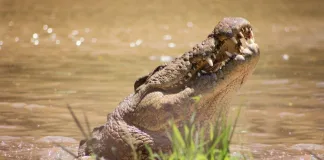 Henry the Nile Crocodile