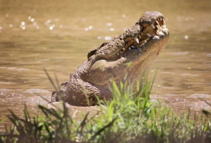 Henry the Nile Crocodile