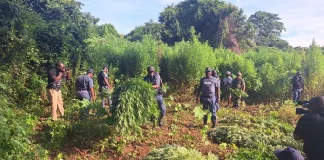 Police Uncover R2.9 Million Dagga Field Police Uncover R2.9 Million Dagga Field