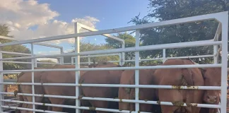 Stock Theft Unit Recovers R150,000 in Stolen Cattle