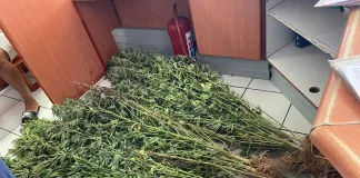 Man Arrested with 28 Dagga Plants