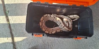 Python Confiscated, Handed to SPCA During Police Operation Python Confiscated, Handed to SPCA During Police Operation