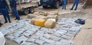 Suspect Evades Capture After Police Recover R1.5 Million in Dagga Suspect Evades Capture After Police Recover R1.5 Million in Dagga