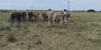 Stock Theft Arrests Stock Theft Arrests