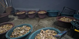 Hawks Dismantle Illegal Abalone Plant
