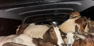 SAPS Arrests Suspect with 26 Suspected Stolen Goats SAPS Arrests Suspect with 26 Suspected Stolen Goats