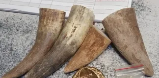 Police Seize Rhino Horns, Diamonds, and Gold in a Traffic Stop Police Seize Rhino Horns, Diamonds, and Gold in a Traffic Stop