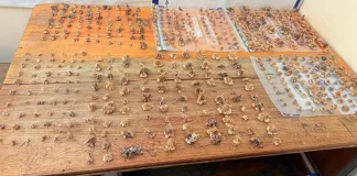Two Arrested for Alleged Theft of Protected Plants