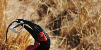 Mabula Game Lodge - Ground Hornbill with Snake