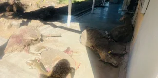 SAPS Recovers Stolen Livestock, Arrests Two SAPS Recovers Stolen Livestock, Arrests Two