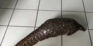Three Men Appear in Court for Alleged Pangolin Trafficking