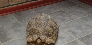Man Arrested for Illegal Possession of Protected Tortoise