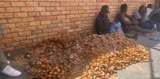 Three Arrested in Major Blow to Illegal Abalone Three Arrested in Major Blow to Illegal Abalone