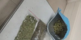 Foreign National Arrested with R90,000 Worth of Hydroponic Dagga at Northern Cape Border