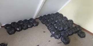 South African Police Service Arrests Suspect, Seizes Dagga Worth Over R120,000