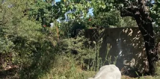 Man, 41, Arrested for Stock Theft