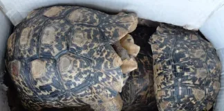 Two Suspects to Appear in Court for Alleged Endangered Species Violations