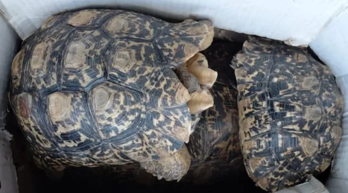 Two Suspects to Appear in Court for Alleged Endangered Species Violations