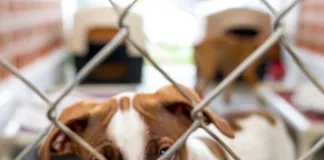 BarkingMad South Africa Launches Groundbreaking National Initiative to Establish Minimum Standards for South African Animal Shelters. BarkingMad South Africa Launches Groundbreaking National Initiative to Establish Minimum Standards for South African Animal Shelters.