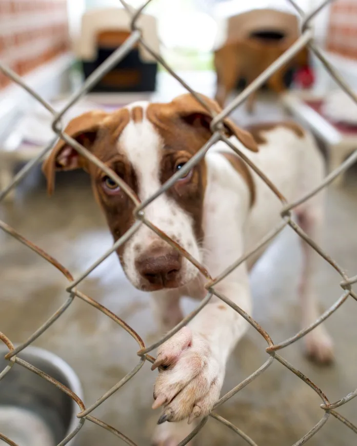 Dogtown-1 BarkingMad South Africa Launches Groundbreaking National Initiative to Establish Minimum Standards for South African Animal Shelters.