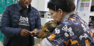 Help TEARS sterilise 350 animals for World Spay Day, 24 & 25 February Help TEARS sterilise 350 animals for World Spay Day, 24 & 25 February