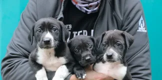TEARS Animal Rescue Adoption Day on Saturday, 7 February 2026 TEARS Animal Rescue Adoption Day on Saturday, 7 February 2026